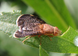 Eutreta noveboracensis; Fruit fly species