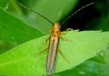 Oberea tripunctata; Dogwood Twig Borer 