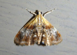 4889 - Dicymolomia julianalis; Julias Dicymolomia Moth