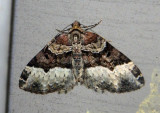 7399 - Euphyia intermediata; Sharp-angled Carpet