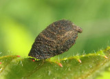 Cryptocephalinae Case-bearing Leaf Beetle species larva