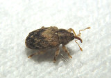Lignyodes bischoffi; Ash Seed Weevil species