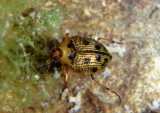 Peltodytes edentulus; Crawling Water Beetle species