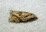 3759.3 - Aethes razowskii; Razowskis Aethes Moth