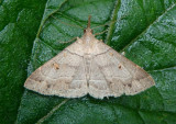 8384.1 - Renia flavipunctalis; Yellow-spotted Renia