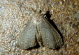 4864 - Stegea eripalis; Crambid Snout Moth species