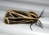 8175 - Apantesis virguncula; Little Virgin Tiger Moth