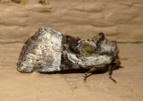 9428 - Meropleon ambifusca; Newmans Brocade Moth