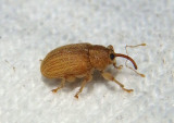 Lignyodes helvolus; Ash Seed Weevil species