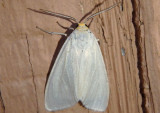 8231 - Cycnia oregonensis; Oregon Cycnia