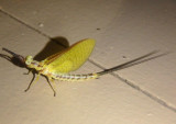 Hexagenia limbata/rigida complex; Common Burrower Mayfly species; female