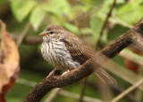 Chipping Sparrow; juvenile
