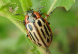 Chrysomela scripta; Cottonwood Leaf Beetle