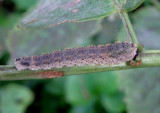 Lagium atroviolaceum; Common Sawfly species larva