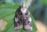 3743 - Platynota exasperatana; Exasperating Platynota