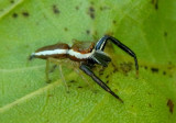 Hentzia palmarum; Jumping Spider species; male 