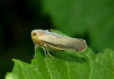 Omolicna uhleri; Derbid Planthopper species