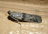 5944 - Homoeosoma deceptorium; Pyralid Moth species