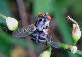 Gymnoclytia occidua; Tachinid Fly species; female