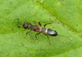 Zaischnopsis Chalcid Wasp species; female