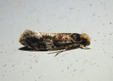 0417 - Monopis marginistrigella; Clothes Moth species