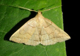 8351 - Zanclognatha cruralis; Early Zanclognatha