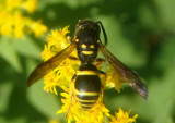 Ancistrocerus adiabatus; Mason Wasp species