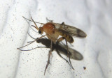 Leia Fungus Gnat species