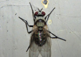 Anthomyia illocata; Root-Maggot Fly species; exotic