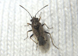 Nysius False Chinch Bug species