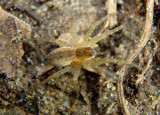 Dolomedes triton; Six-spotted Fishing Spider
