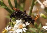 Entypus unifasciatus; Spider Wasp species