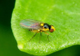Phytomyzinae Leaf Miner Fly species