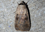 10955 - Agnorisma badinodis; Pale-banded Dart