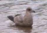 Short-billed Gull; juvenile 