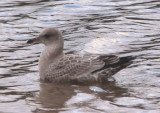 Short-billed Gull; juvenile 
