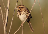 Song Sparrow