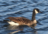 Canada Goose