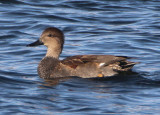 Gadwall; male 