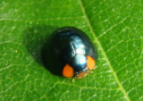 Curinus coeruleus; Metallic Blue Lady Beetle; exotic