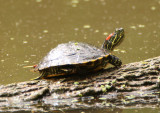 Red-eared Slider 