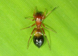Synageles Jumping Spider species