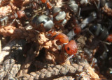 Formica rufa group; Wood Ant species