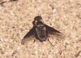 Hemipenthes Bee Fly species