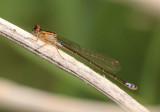 Ischnura cervula; Pacific Forktail; immature heteromorph female