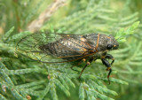 Platypedia putnami; Putnams Cicada