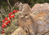 Rock Squirrel