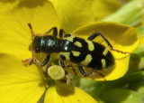 Trichodes ornatus; Ornate Checkered Beetle