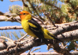 Western Tanager; breeding male