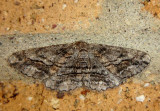 6448 - Glena nigricaria; Geometrid Moth species